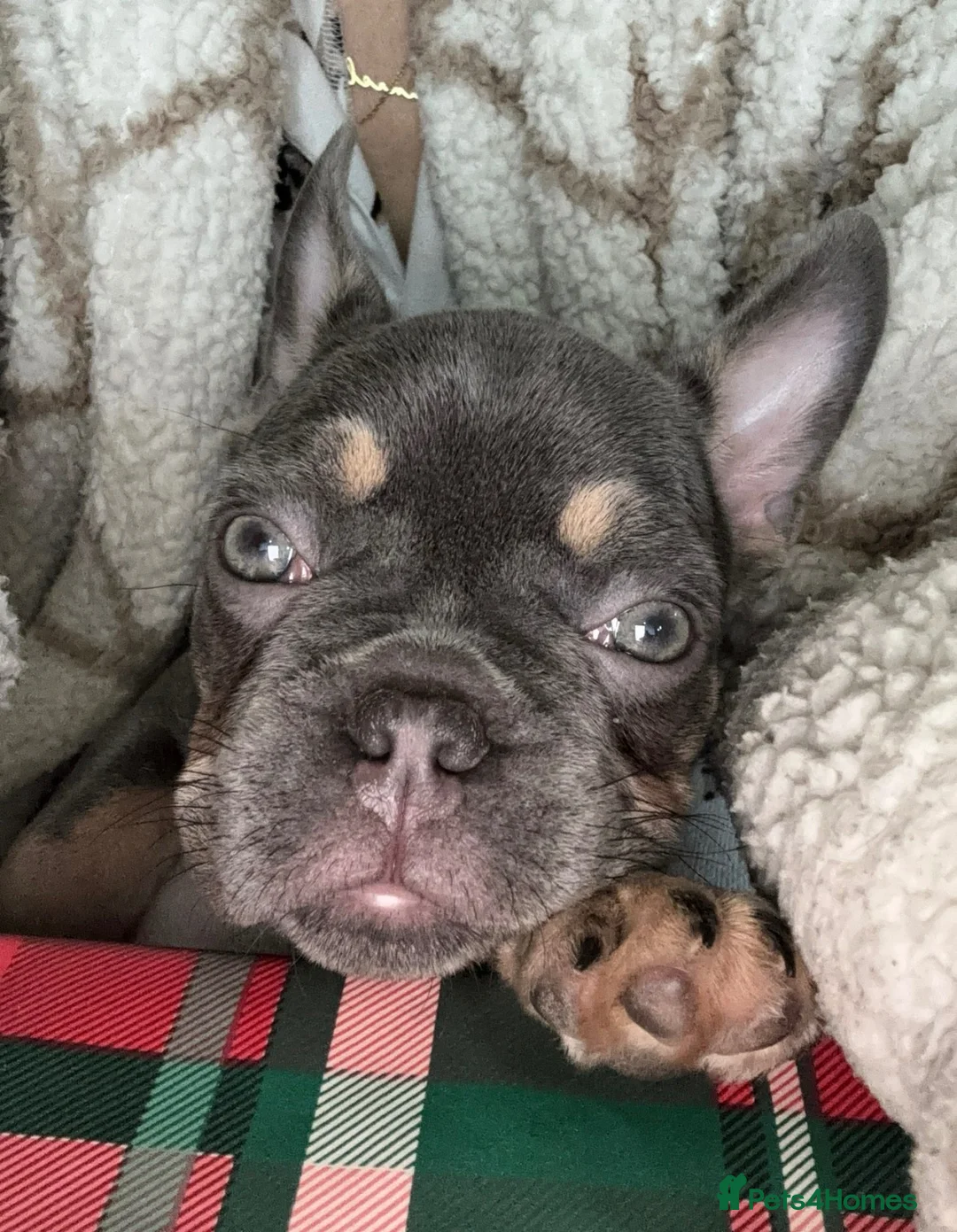 French Bulldog dogs for sale: Remi  - Advert 1