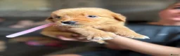 Golden Retriever dogs for sale: Beautiful golden retriever puppies  - Advert 25