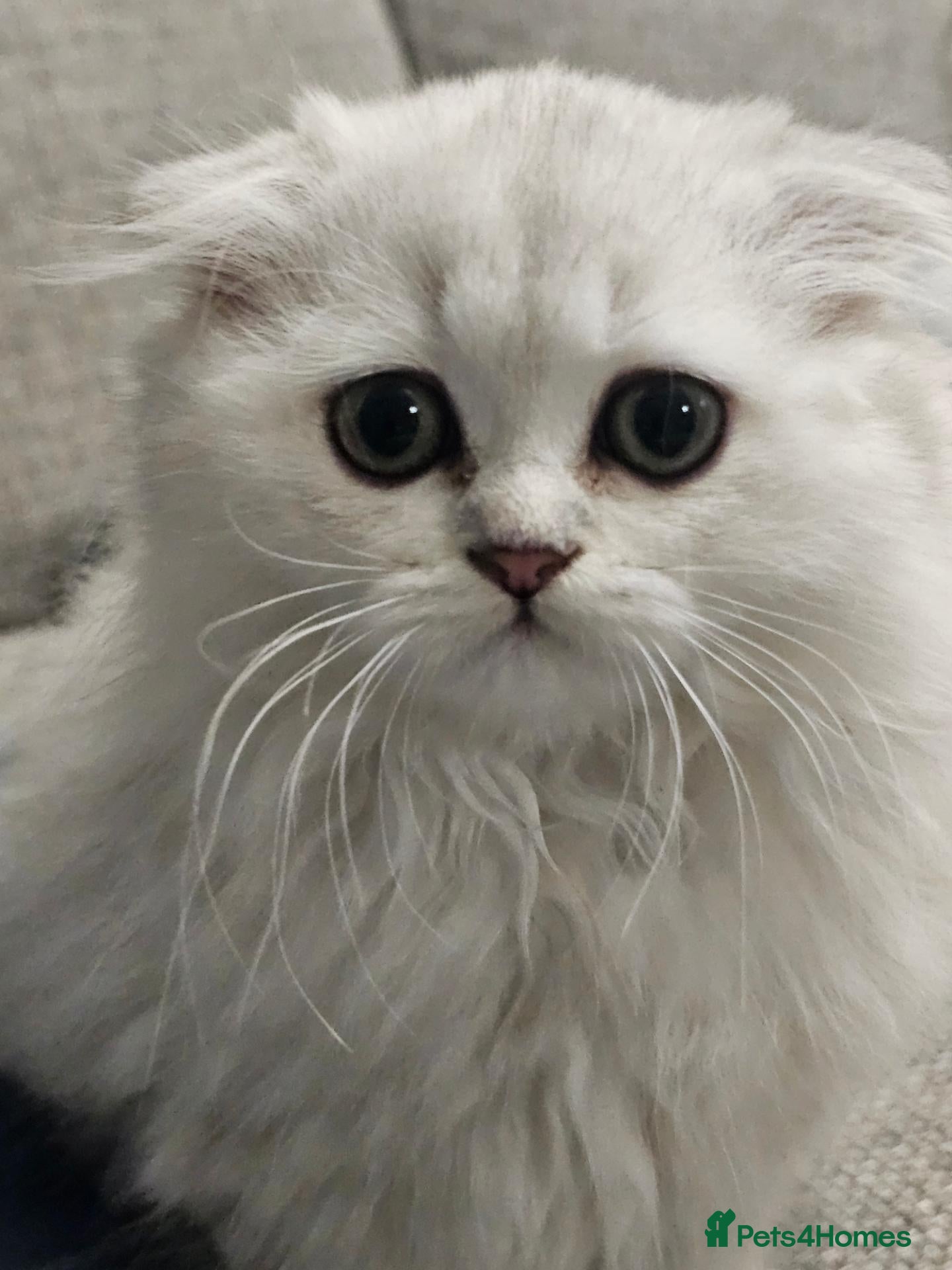 Scottish Fold cats Beautiful scottish fold babies  - Advert 2