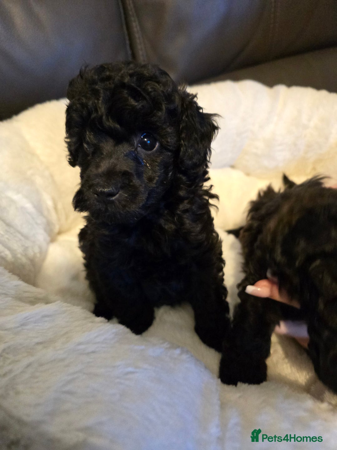 Miniature Poodle dogs for sale: 4 Amazing miniature poodles  - Advert 16
