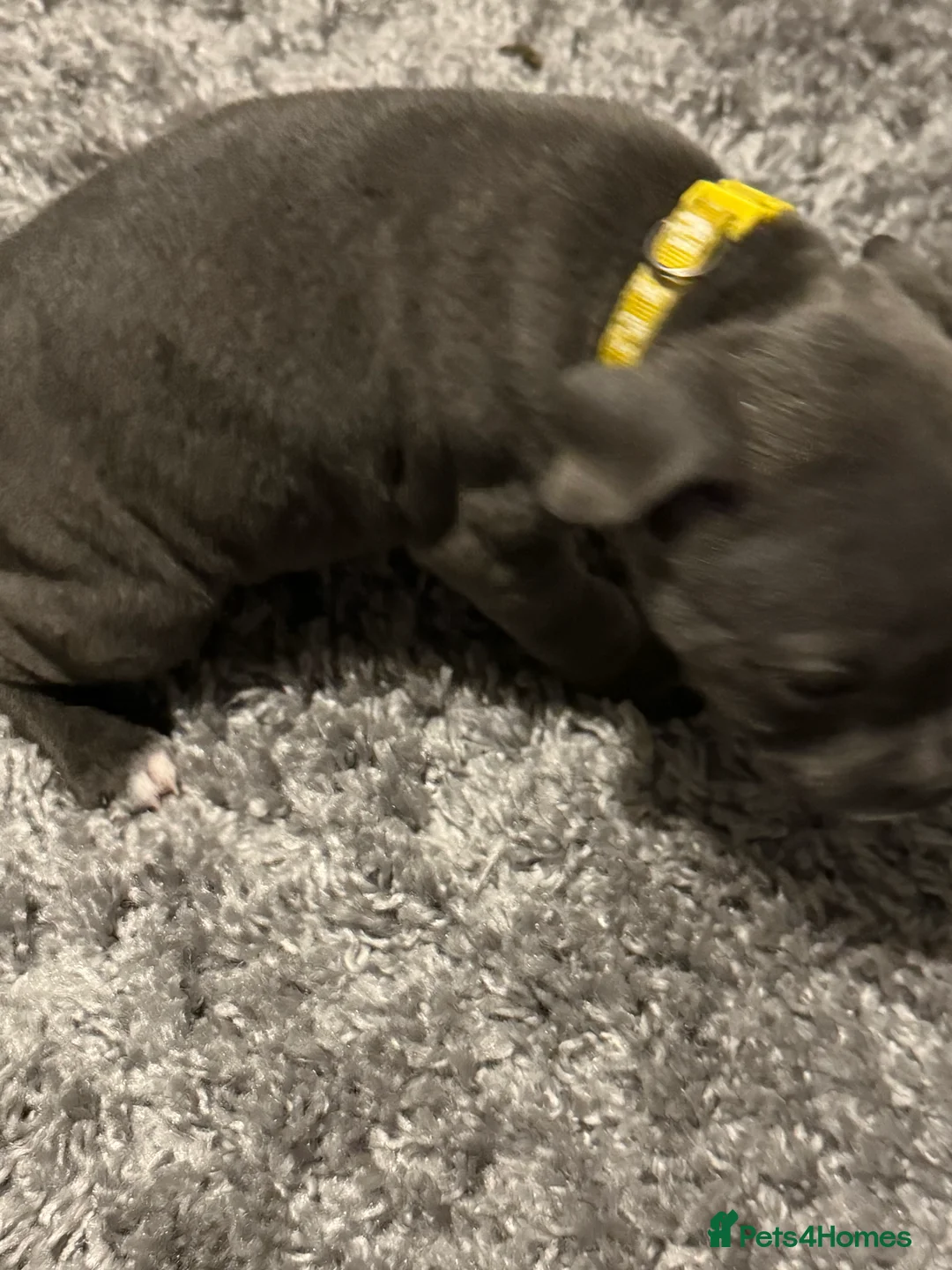 Staffordshire Bull Terrier dogs for sale: 1 female  Blue Staffordshire bull terrier staffy - Advert 30