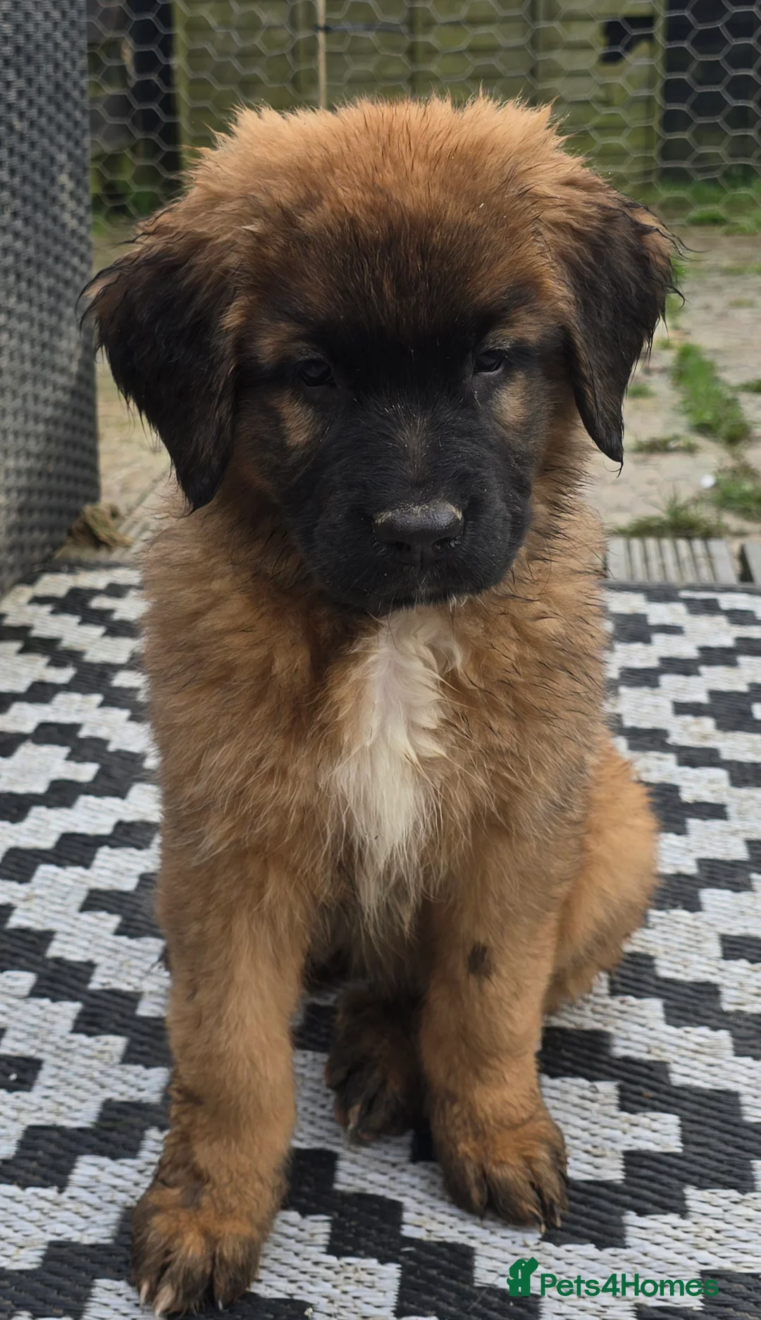Mixed Breed dogs for sale: Leonberger cross Shepherd - Advert 2