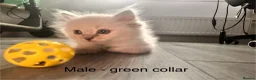 Ragdoll cats for sale: Beautiful Ragdoll Kittens – Ready from 8th July - Advert 5