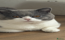British Shorthair cats for sale: Two beautiful British shorthairs - Image 4