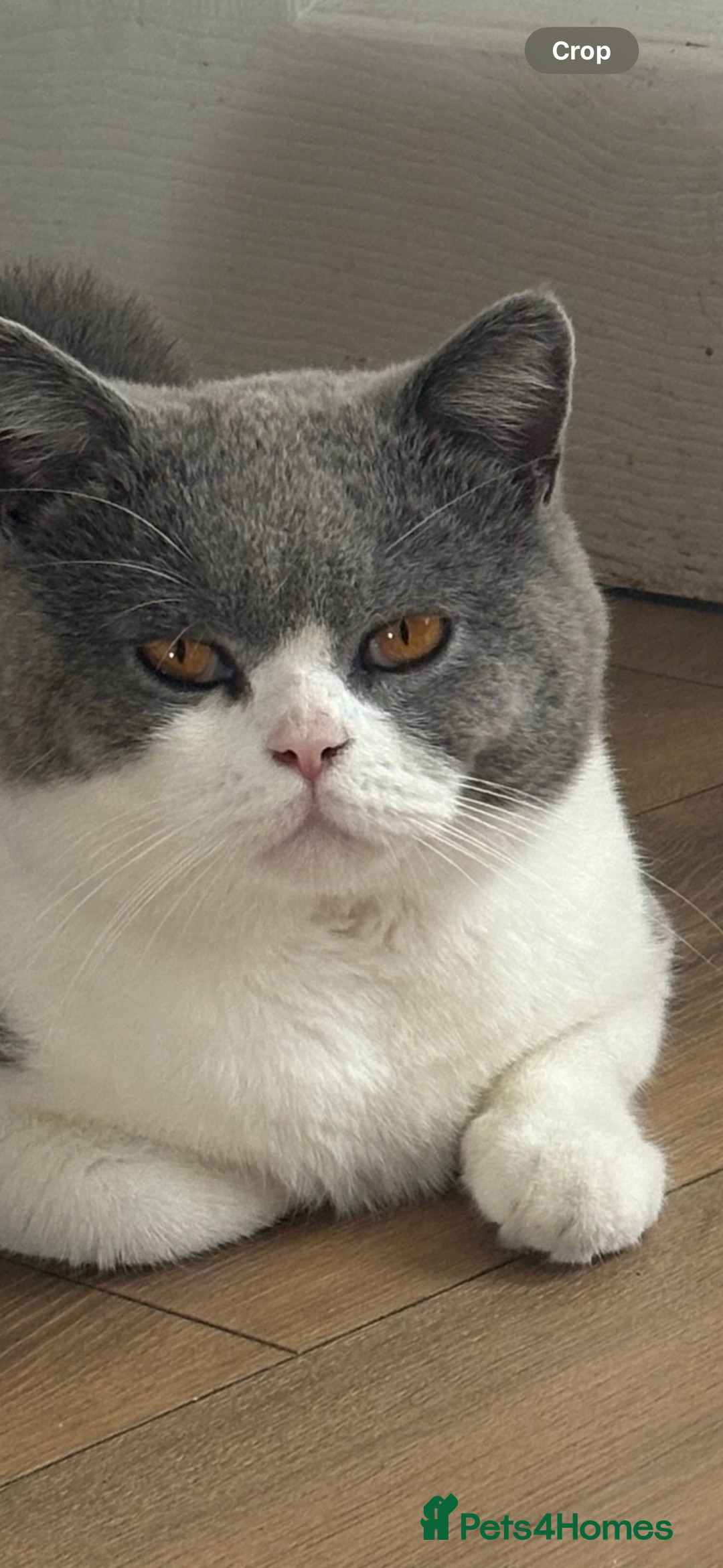 British Shorthair cats for sale: Two beautiful British shorthairs - Image 4