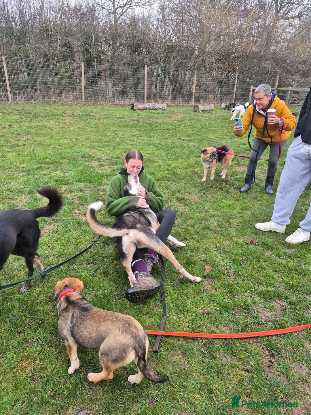 Mixed Breed dogs for adoption: Lucky - Norwich Norfolk  - Advert 16