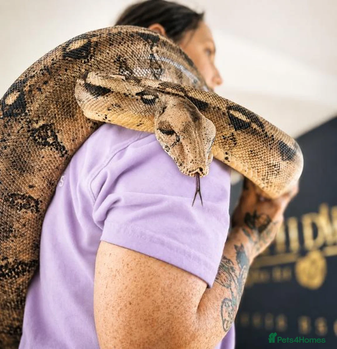 Boa Snake reptiles for sale: Boa constrictor for sale with tank - Advert 2