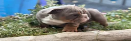 English Bulldog dogs for sale: Rare mini english bulldogs  - Advert 12