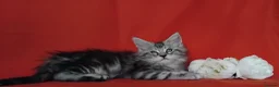 Maine Coon cats for sale: Pure Maine Coons Kittens For Sale - Advert 4