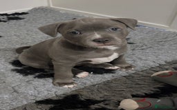 Staffordshire Bull Terrier dogs for sale: 🩵🌸Stunning Staffordshire Bull Terrier female🌸🩵 - Image 8