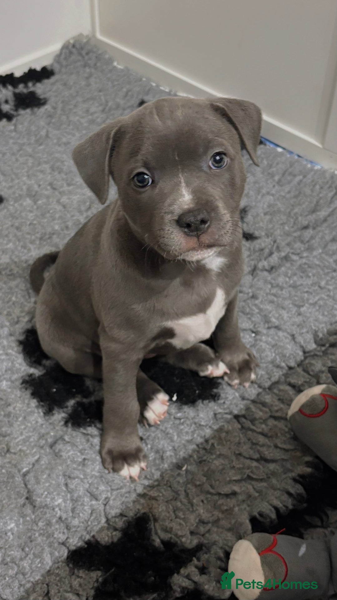 Staffordshire Bull Terrier dogs for sale: 🩵🌸Stunning Staffordshire Bull Terrier female🌸🩵 - Image 8