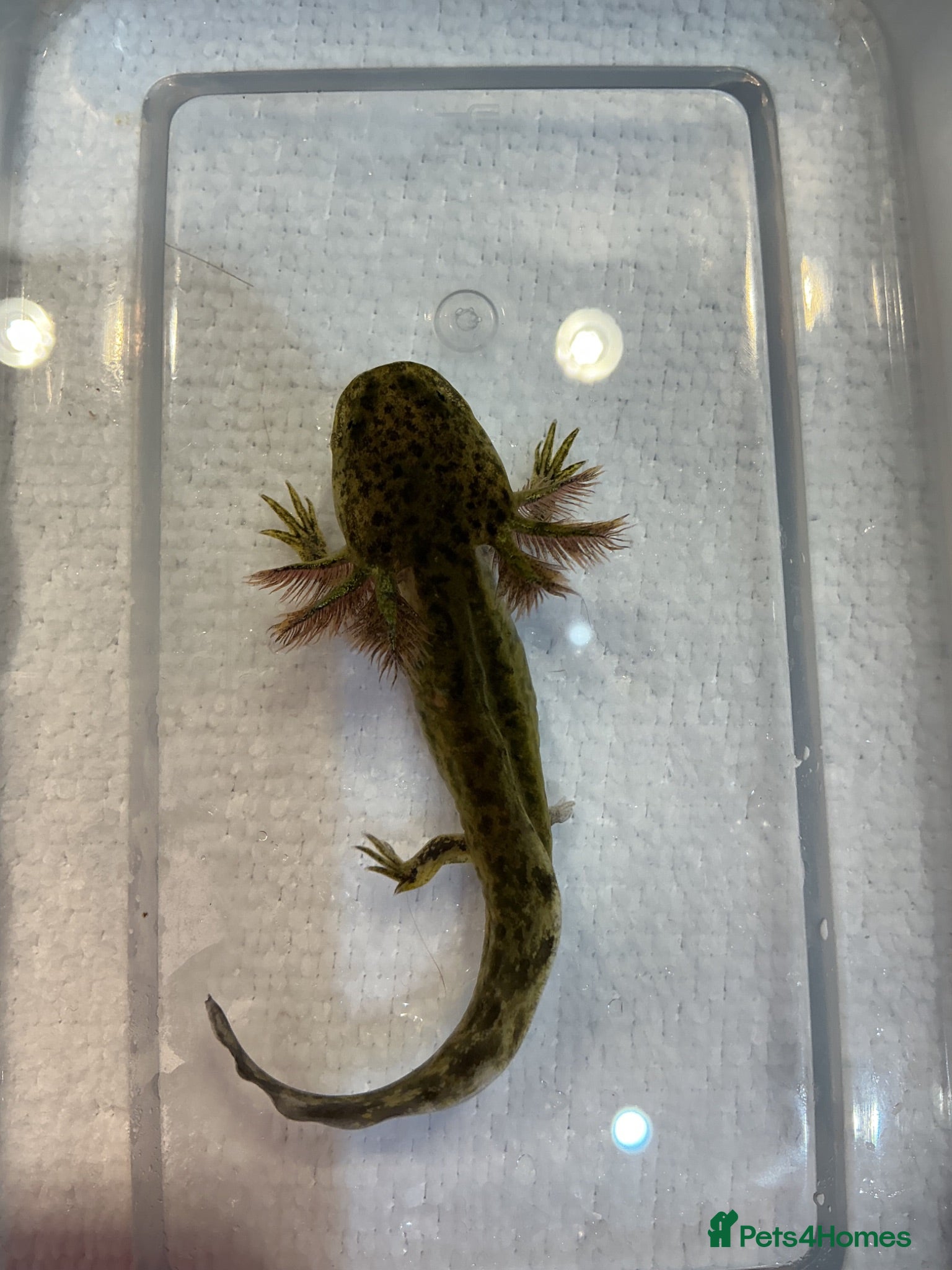 Axolotl reptiles Axolotl Jeuveniles  - Advert 1