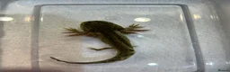 Axolotl reptiles for sale: Axolotl Jeuveniles  - Advert 1