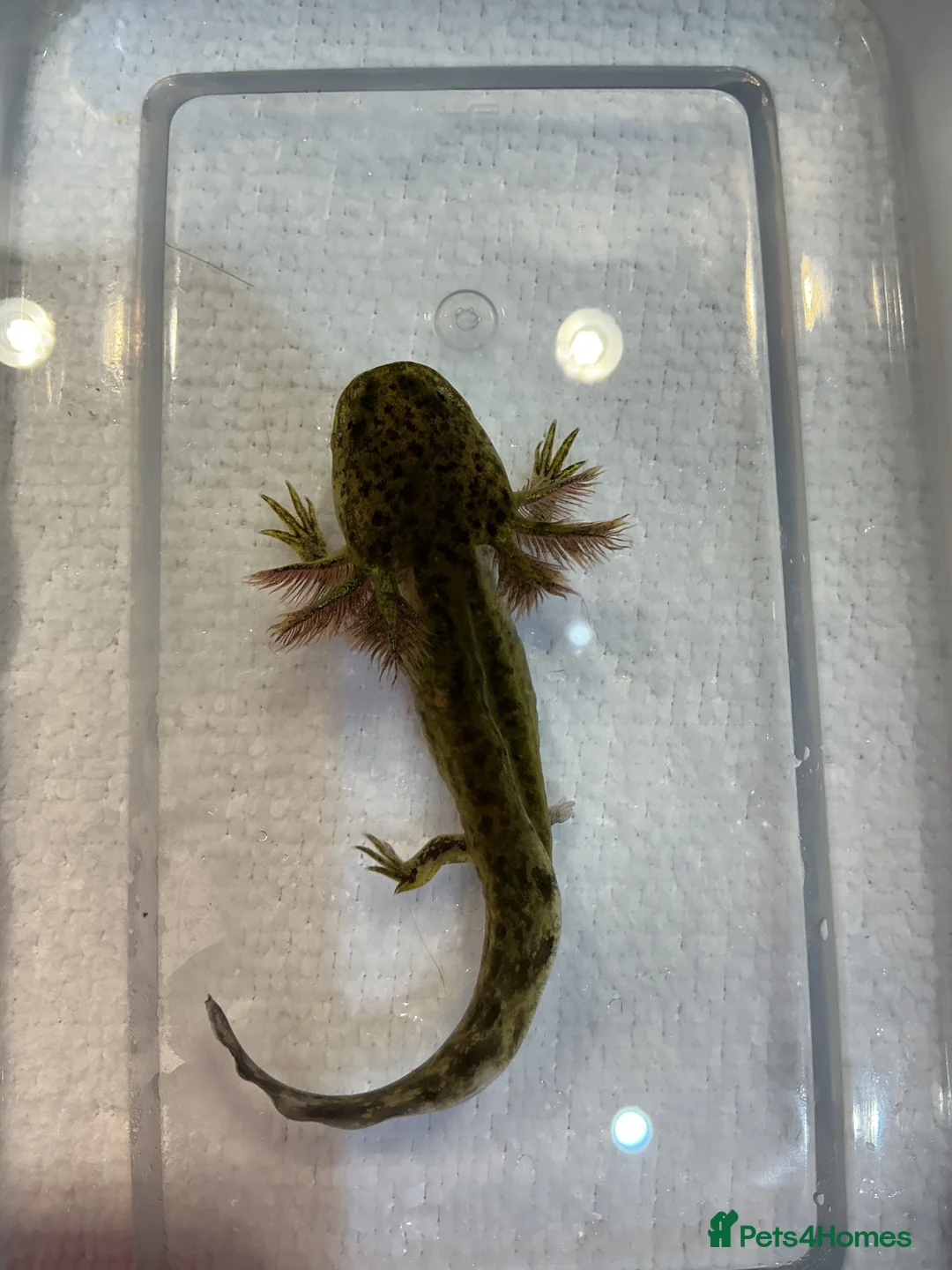 Axolotl reptiles for sale: Axolotl Jeuveniles  - Advert 1