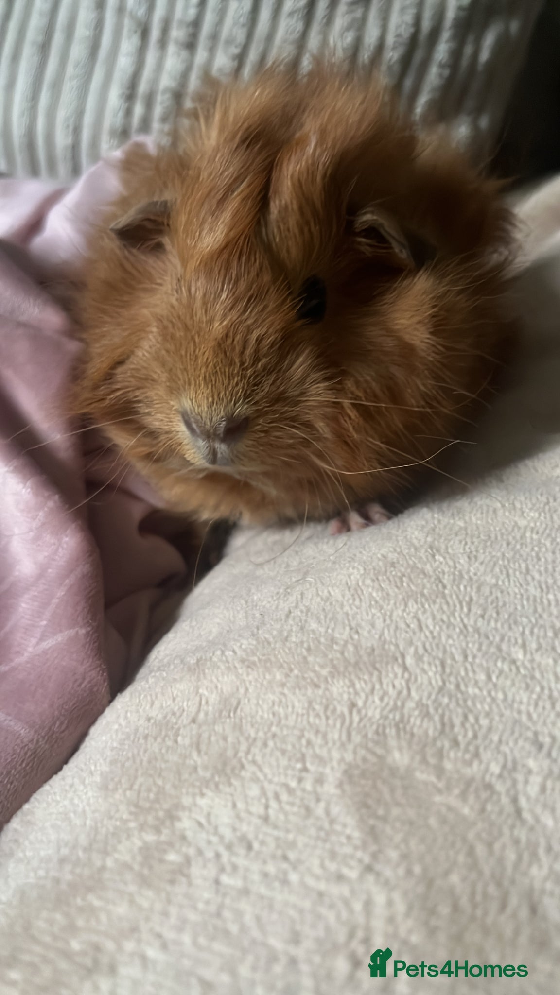 Guinea Pig rodents Female & Male Guinea Pig - Advert 2