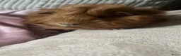 Guinea Pig rodents for sale: Female & Male Guinea Pig - Advert 1