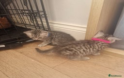 Mixed Breed cats for sale: Beautiful Kittens Available ✨️ in ELY - Image 39