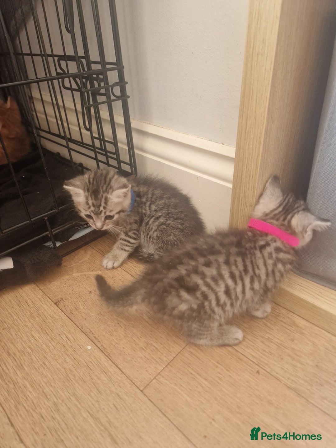 Mixed Breed cats for sale: Beautiful Kittens Available ✨️ in ELY - Image 39