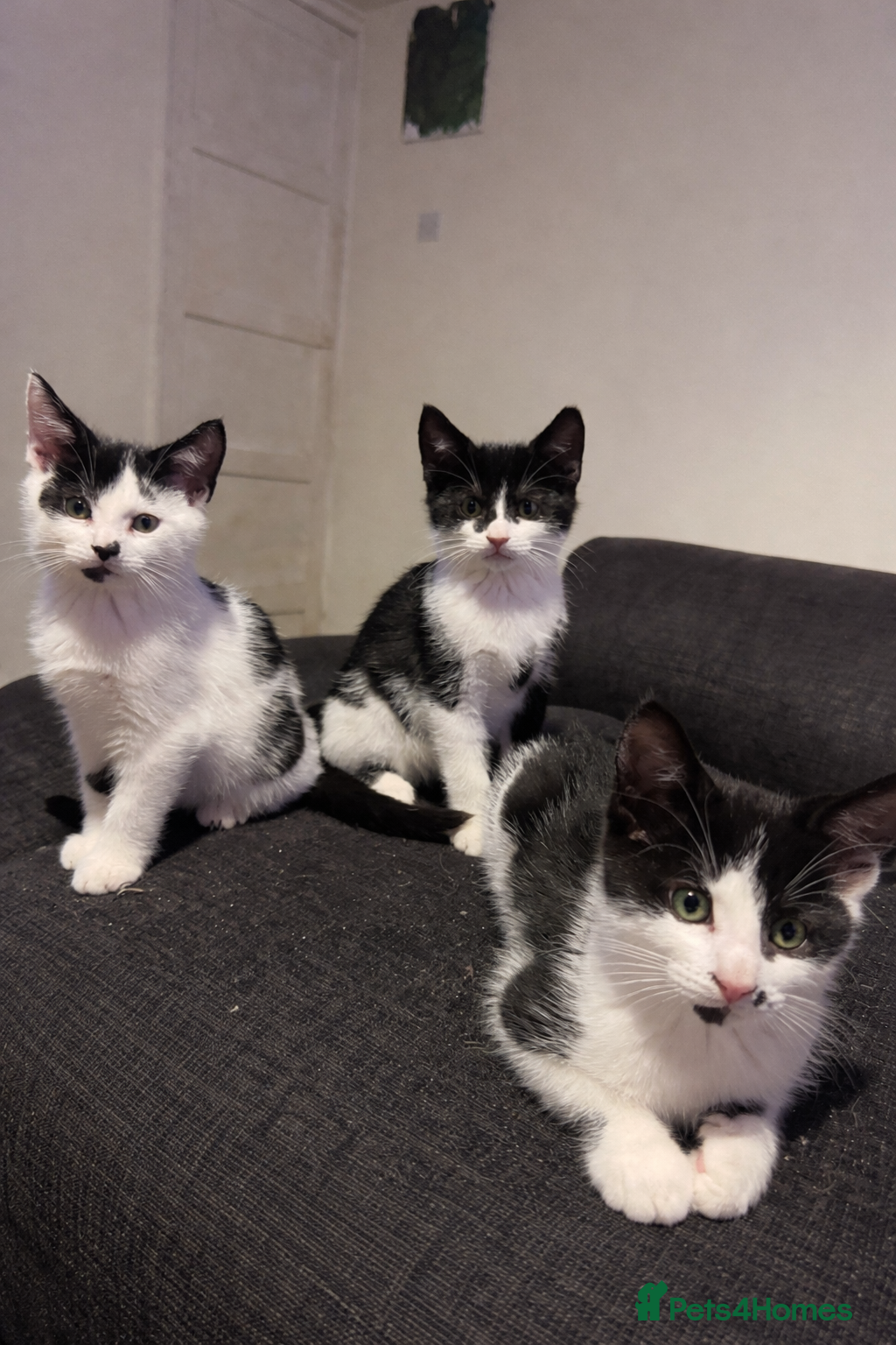 Mixed Breed cats 3 gorgeous kittens ready for there 5* home  - Advert 1