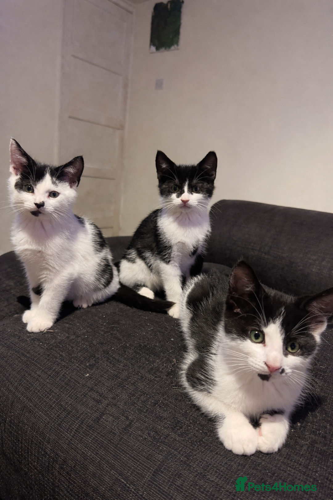 Mixed Breed cats for sale: 3 gorgeous kittens ready for there 5* home  - Advert 1