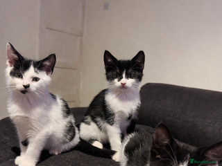 Mixed Breed cats 3 gorgeous kittens ready for there 5* home - Advert 1