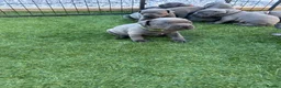 Staffordshire Bull Terrier dogs for sale: KC reg Blue Staff Puppies  - Advert 7