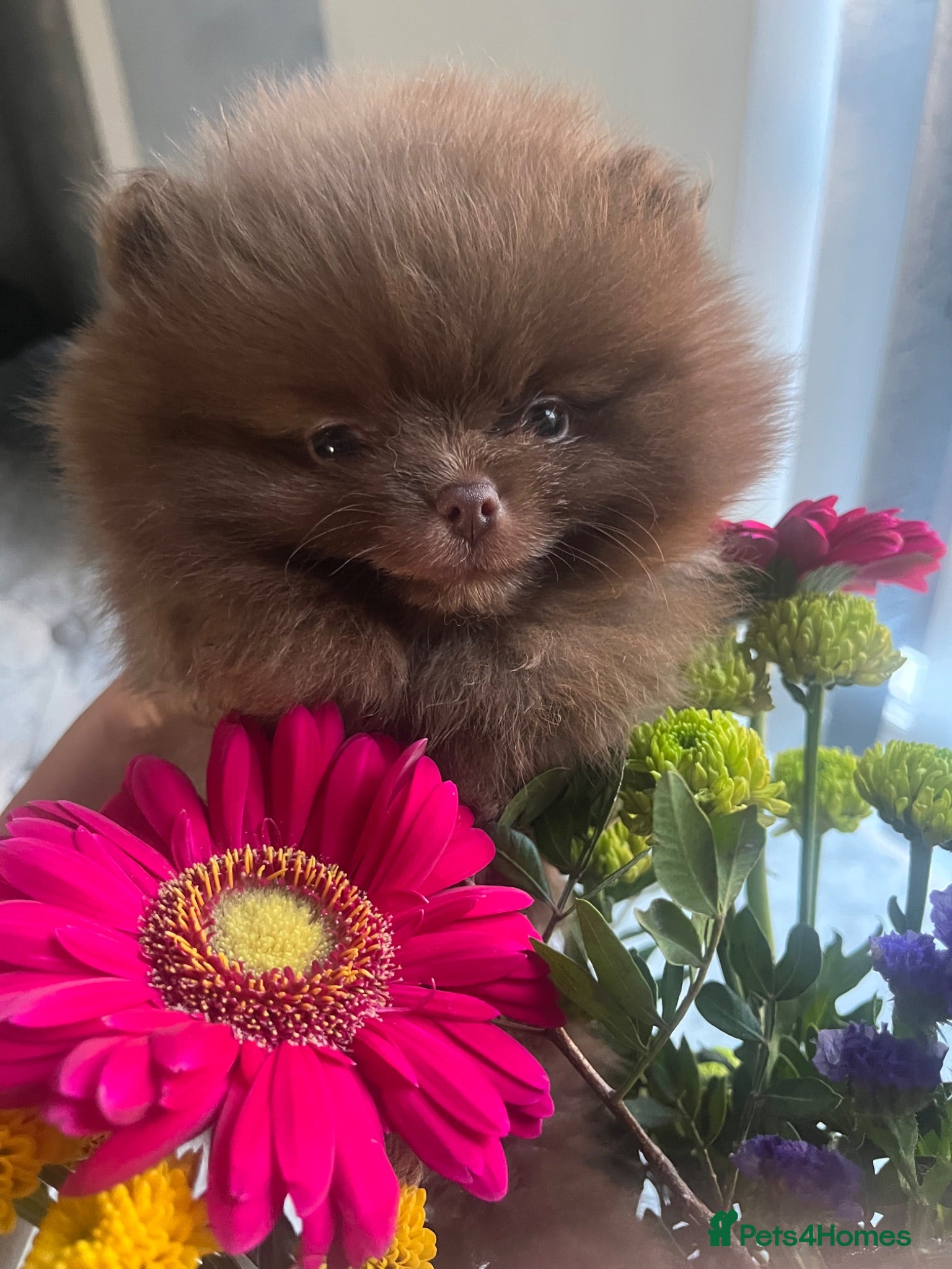 Pomeranian dogs Pomeranian babies for sale!!! - Advert 8