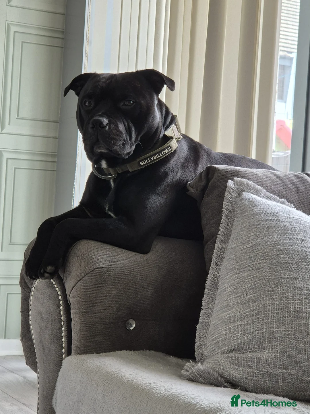 Staffordshire Bull Terrier dogs for sale: Kc registered Staffordshire bull terrier pups - Advert 11