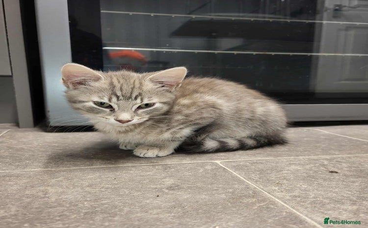 Domestic Shorthair cats - Advert 1