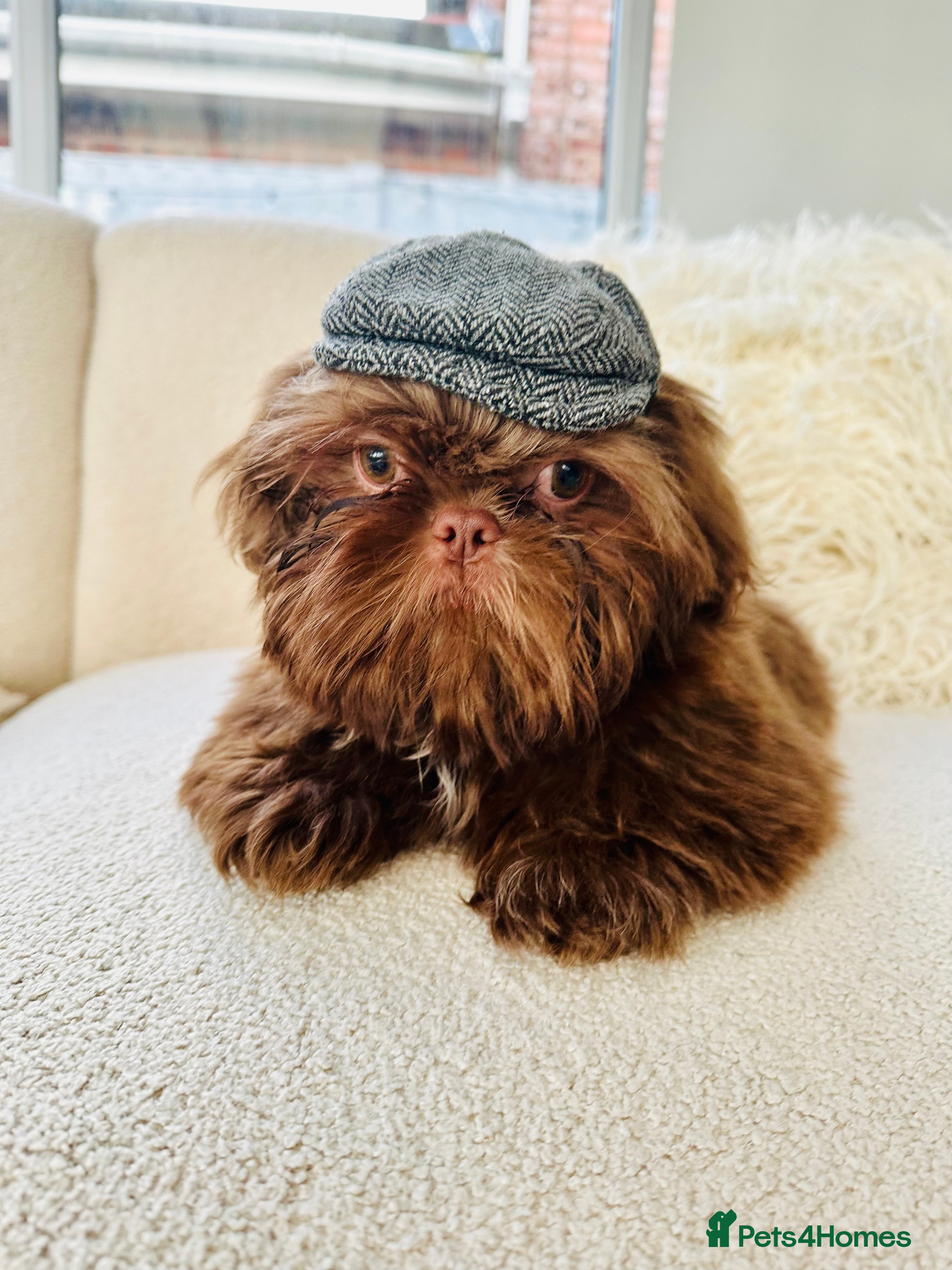 Shih Tzu dogs Chocolate Shih Tzu for Stud - Advert 1