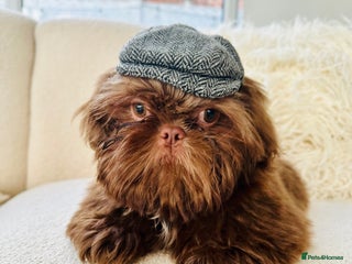 Shih Tzu dogs Chocolate Shih Tzu for Stud - Advert 1