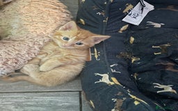 Mixed Breed cats for sale: Part Mainecoon Ginger Litter - Image 24