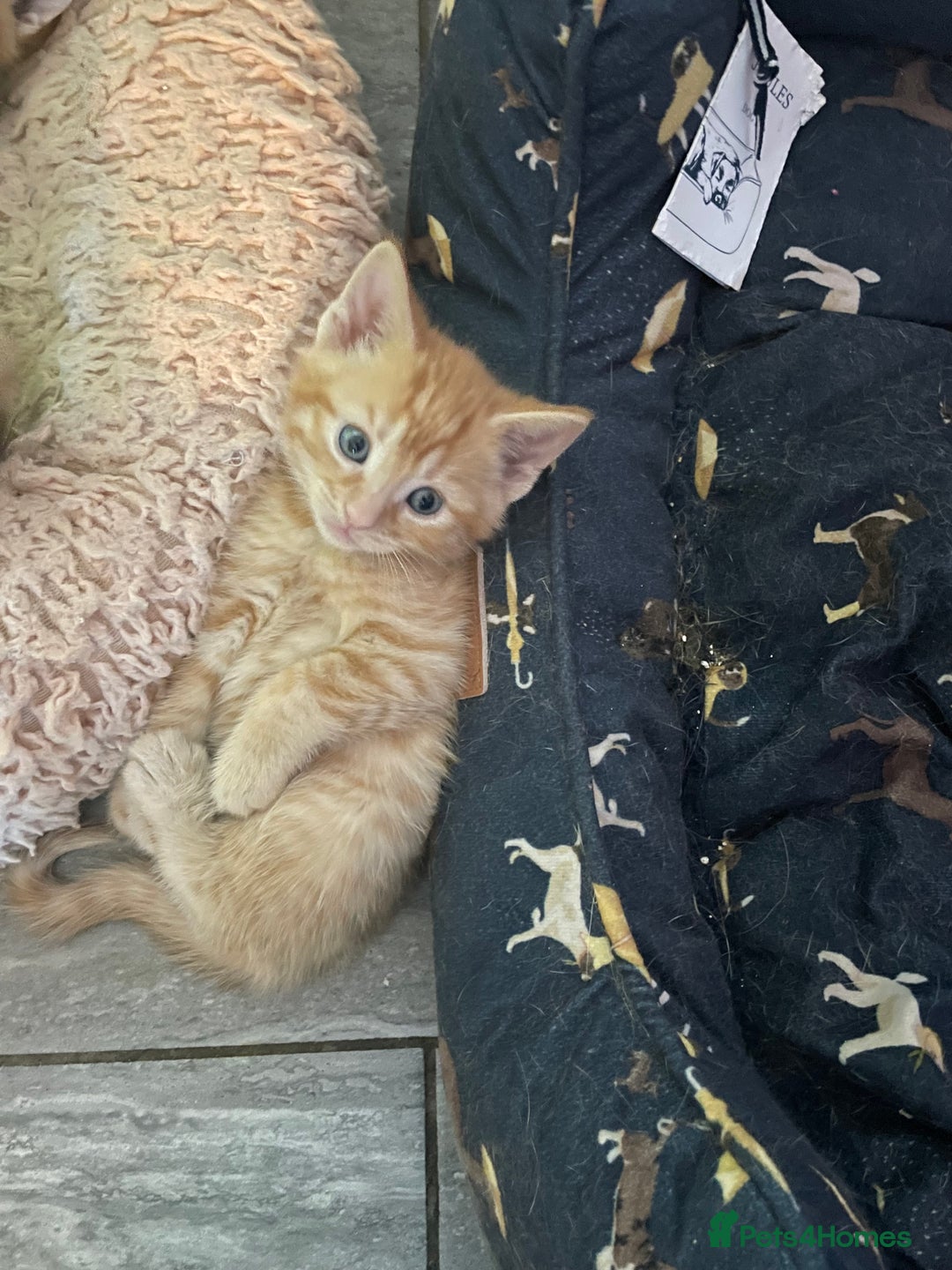 Mixed Breed cats for sale: Part Mainecoon Ginger Litter - Image 24
