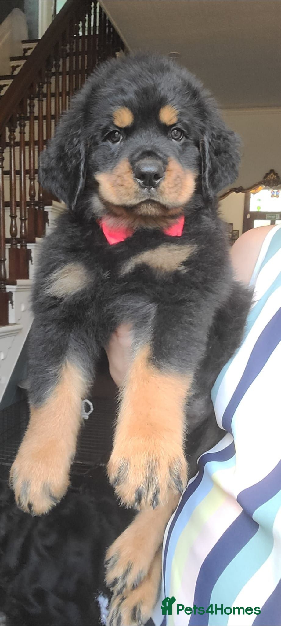 Rottweiler dogs Long Haired Fluffy Rottie Pups. Full Health Tested - Advert 2