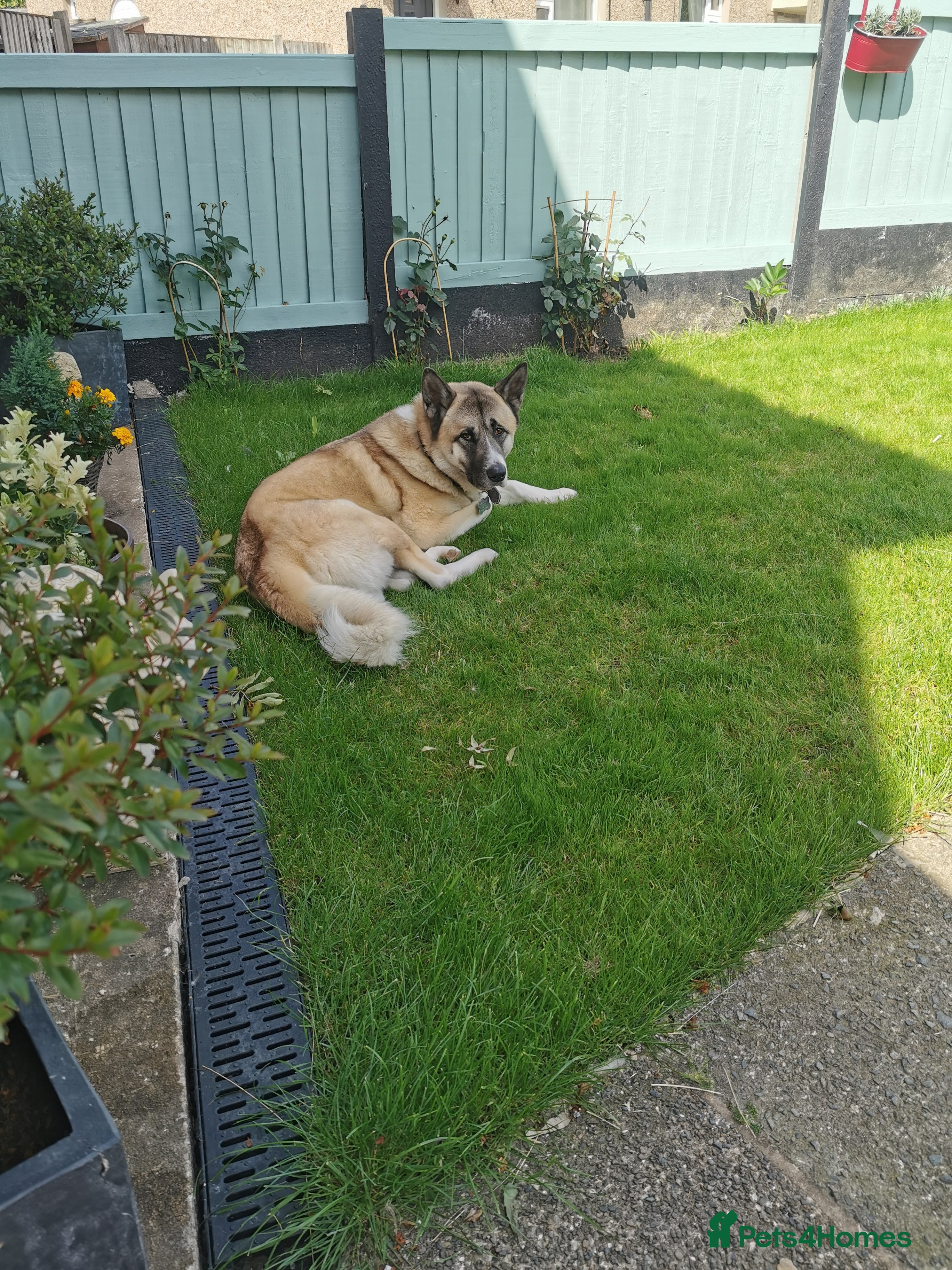 Akita dogs Akita for stud in Clitheroe - Advert 1