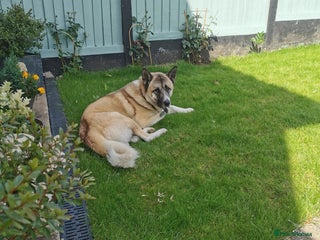 Akita dogs in Clitheroe - Advert 38