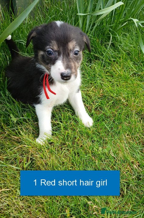 Border Collie dogs Pedigree tri-colour border collie puppies - Advert 1