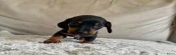 Dachshund dogs for sale: 2 Beautiful Dachshund Puppies Left - Advert 5