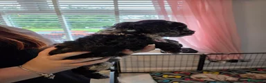 Cockapoo 4