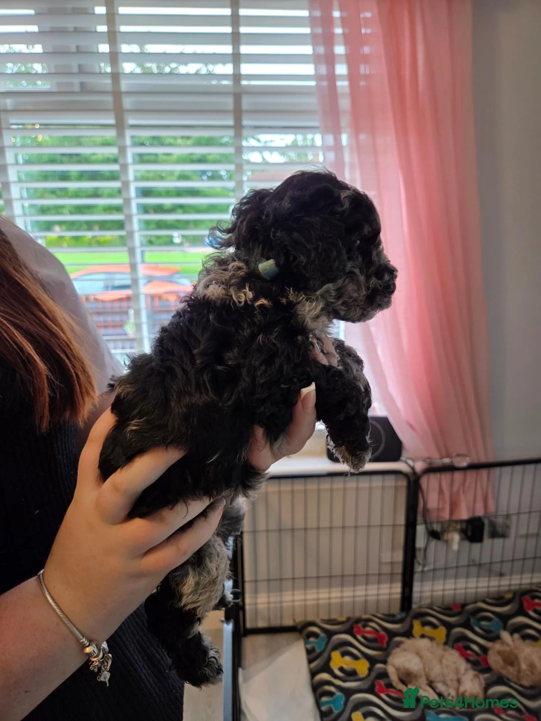 Cockapoo dogs for sale: ADORABLE RARE MERLE PUPS - Advert 2