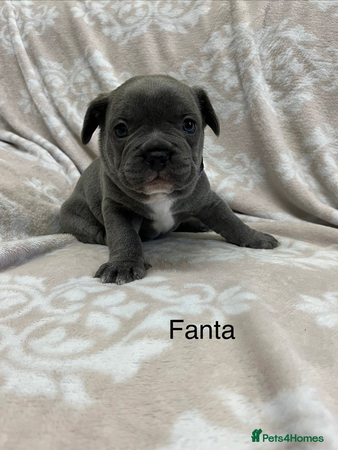 French Bulldog dogs for sale: Lovely Frenchies  - Advert 22