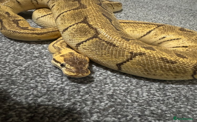 Python Snake reptiles Pastel Enchi Pinstripe Female - Advert 7