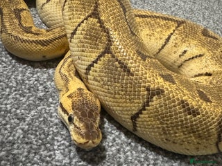 Python Snake reptiles Pastel Enchi Pinstripe Female - Advert 12