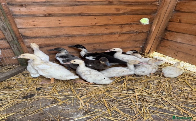 Ducks poultry - Advert 6