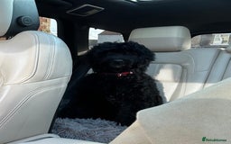 Mixed Breed dogs for sale: Beautiful labradoodle cross bernadoodle - Image 2