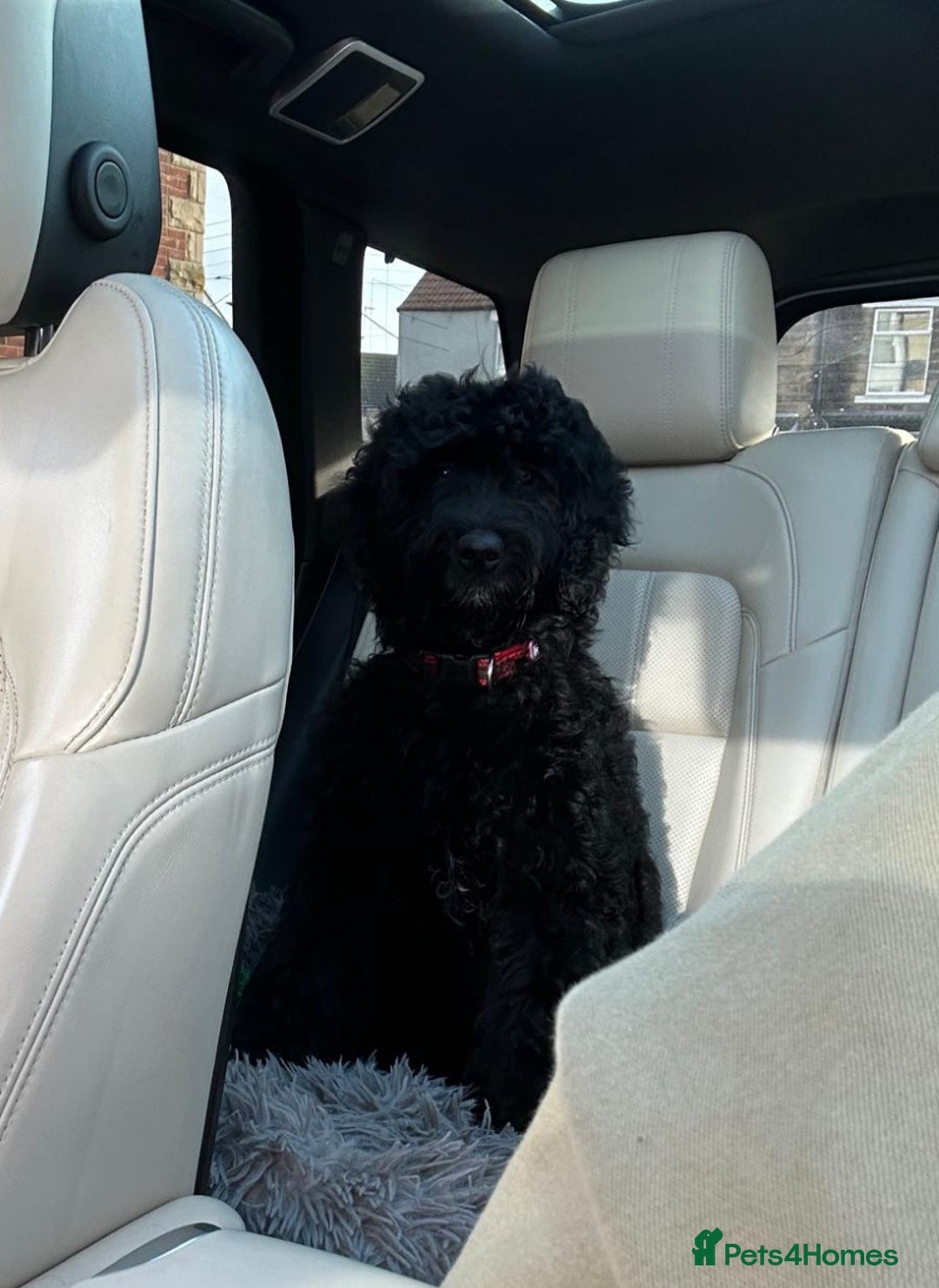 Mixed Breed dogs for sale: Beautiful labradoodle cross bernadoodle - Image 2