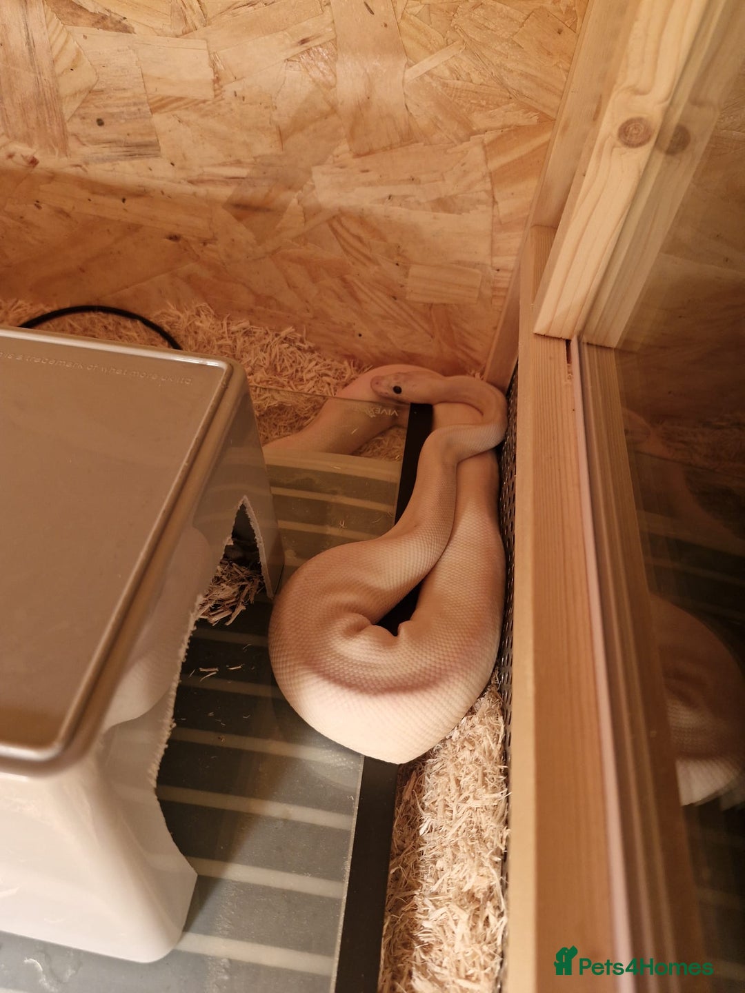 Python Snake reptiles for sale: Albino ball python - Advert 1