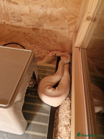 Python Snake reptiles Albino ball python - Advert 2