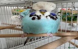 Budgerigars birds for sale: Beautiful Hand Reared Exhibition Budgie - Advert 4