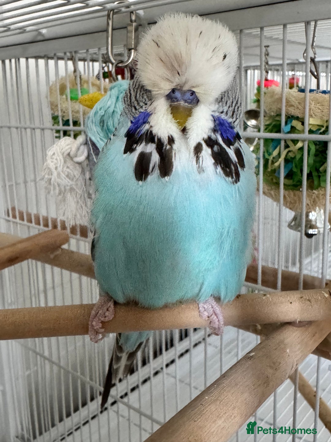 Budgerigars birds for sale: Beautiful Hand Reared Exhibition Budgie - Advert 4